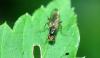 Strongylophthalmyia ustulata